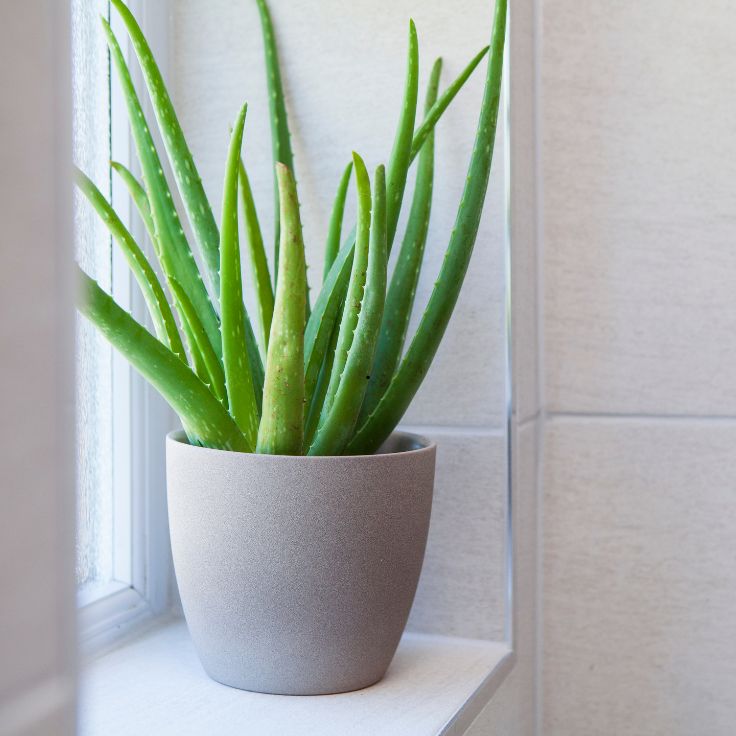 where to keep aloe vera plant in house vastu
