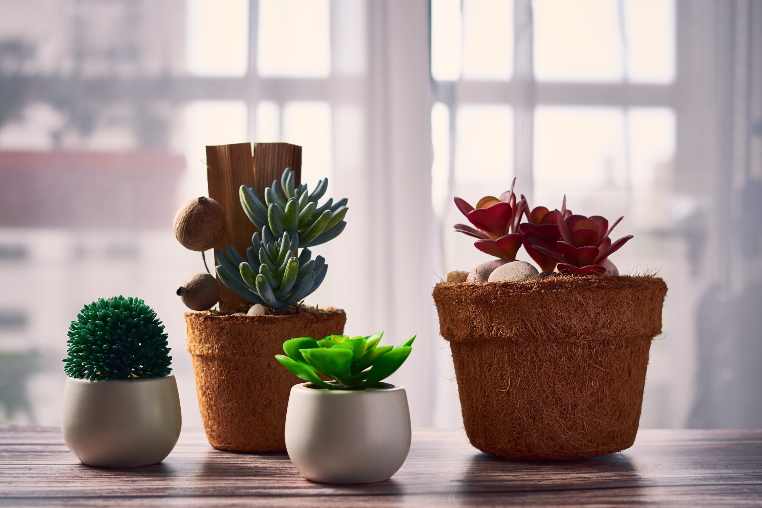 which plant is good for home according to vastu